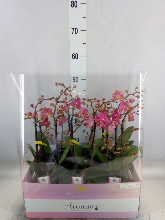 <h4>Phalaenopsis multi.   ...orange</h4>