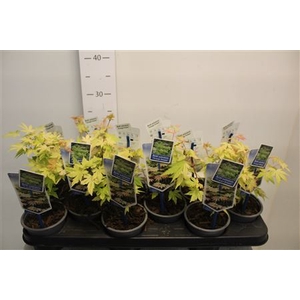 Acer Pa Orange Dream