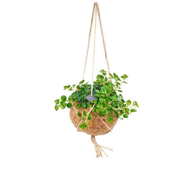 <h4>Kokodama Sedum Hang</h4>