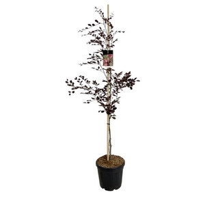Fagus syl. 'Purpurea Tricolor'