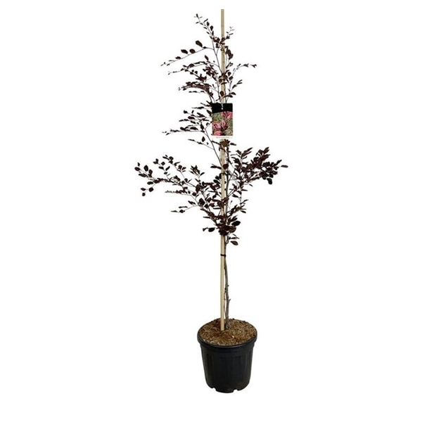 <h4>Fagus syl. 'Purpurea Tricolor'</h4>
