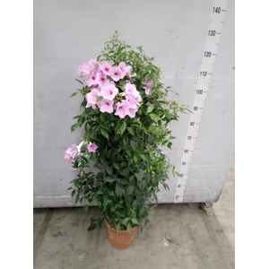 Pandorea jasminoides