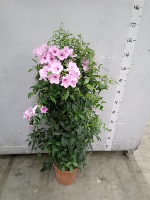 <h4>Pandorea jasminoides</h4>