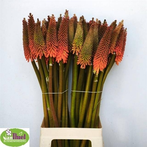 KNIPHOFIA ALCAZAR
