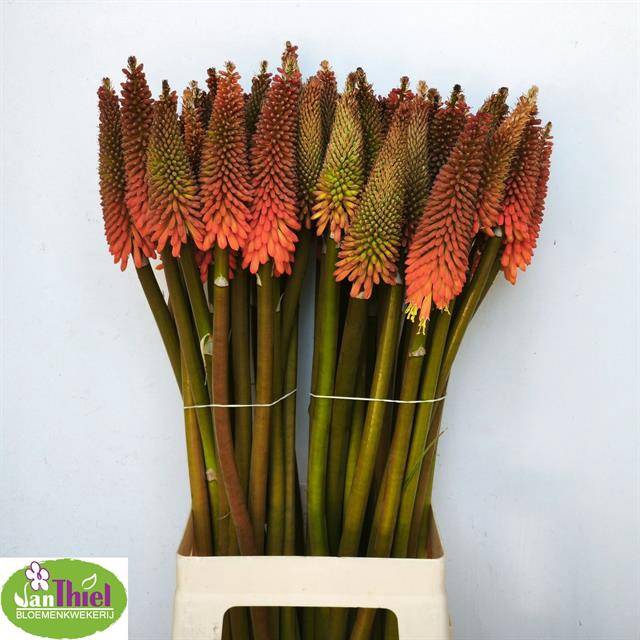 <h4>KNIPHOFIA ALCAZAR</h4>