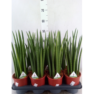 Sansevieria cyl.  ...