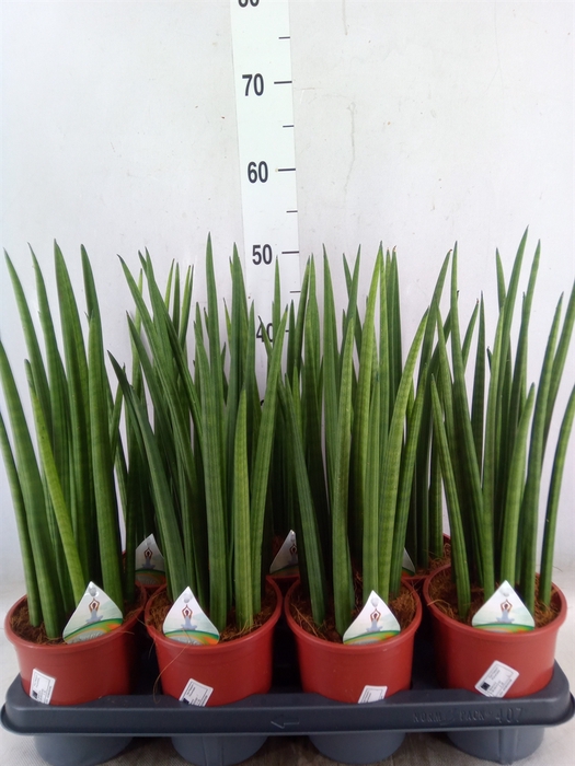 <h4>Sansevieria cyl.  ...</h4>