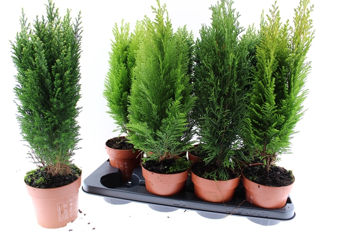 <h4>Coniferen mix</h4>