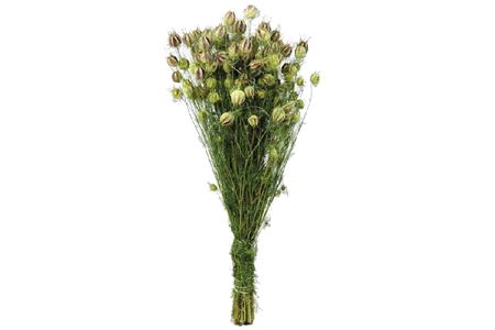 <h4>Bunch Nigella Slv 50g L45D12</h4>