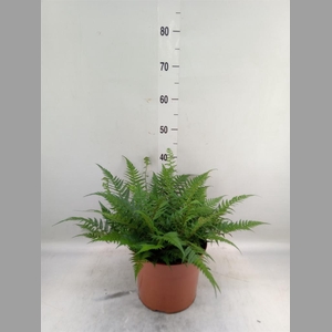 Athyrium   ...