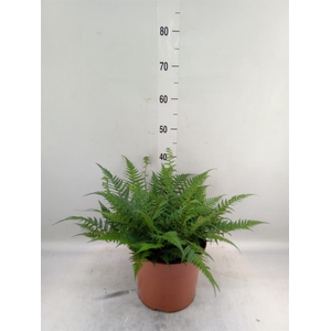 Athyrium   ...