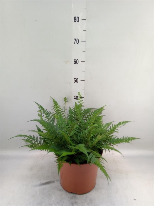 <h4>Athyrium   ...</h4>