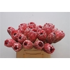 Protea Pink Ice No Leaves