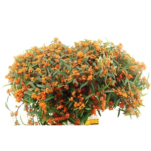 Euph F T Queen Orange