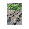 Ficus carica