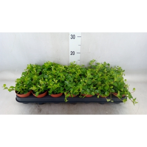 Peperomia rotundifolia