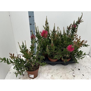 CALLISTEMON CITRINUS