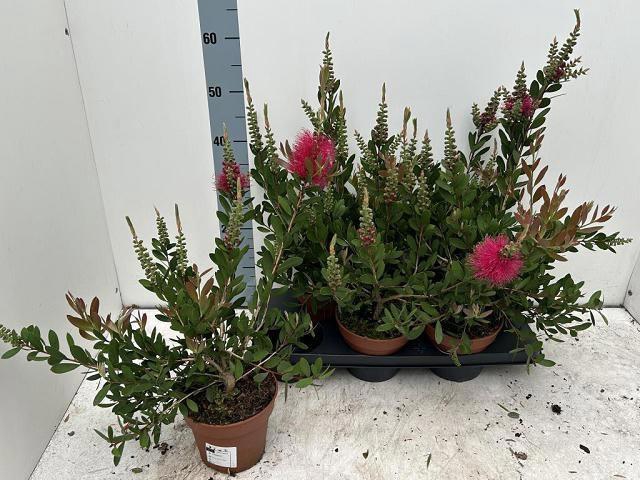 <h4>CALLISTEMON CITRINUS</h4>