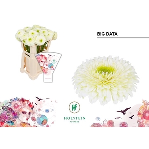 Gerbera Pomponi Big Data Water x40