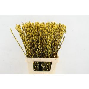 Salix Snowflake 70cm Yellow