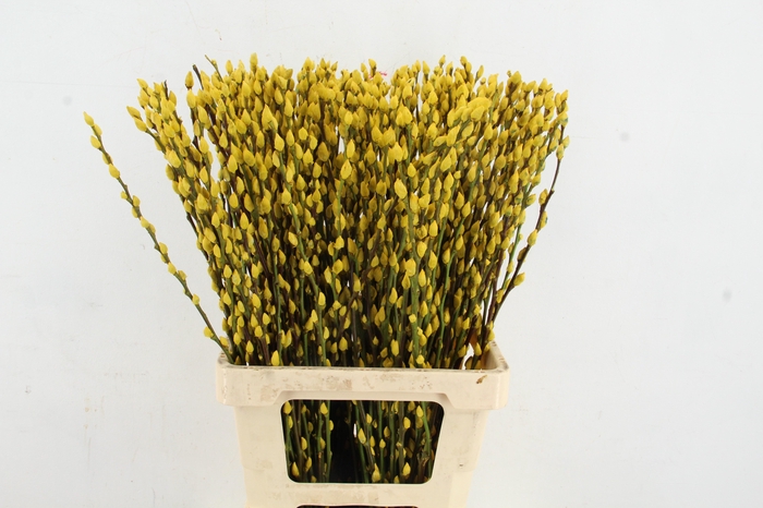 <h4>Salix Snowflake 70cm Yellow</h4>