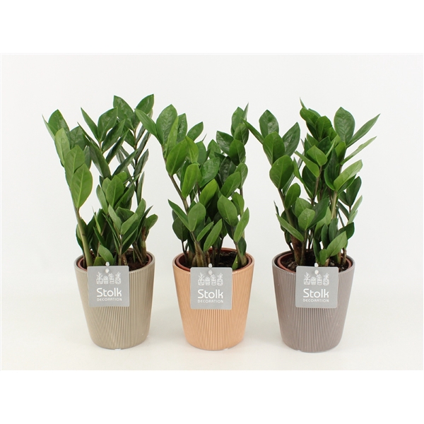 <h4>Zamioculcas Zamiifolia in Ruby keramiek</h4>