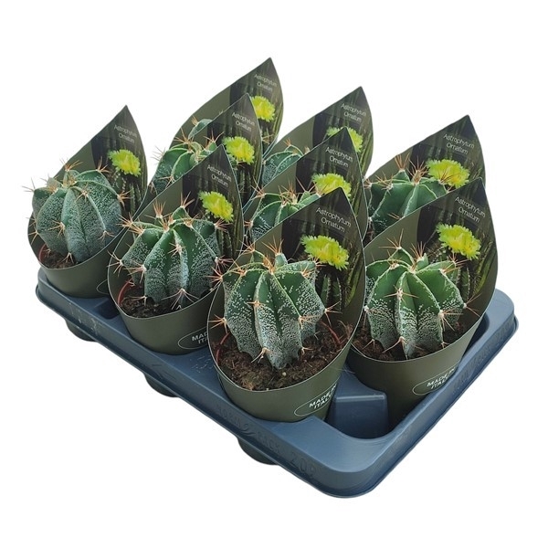 <h4>ASTROPHYTUM ORNATUM - POT Ø 10,5 WITH POTCOVER</h4>