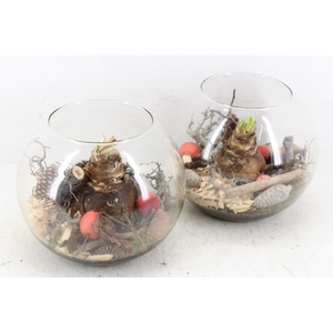 arr4 Amaryllis MB - Glas bol L 285/5 RED