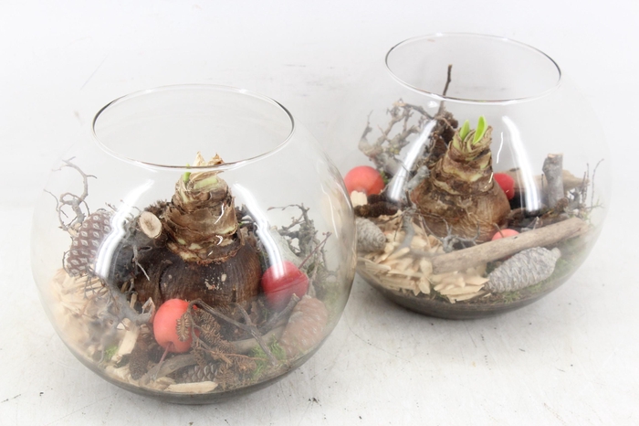 <h4>arr4 Amaryllis MB - Glas bol L 285/5 RED</h4>