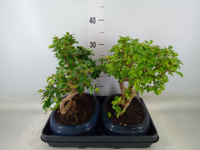 <h4>Bonsai   ...mix</h4>