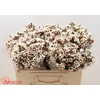 Chamelaucium Moonlight Delight
