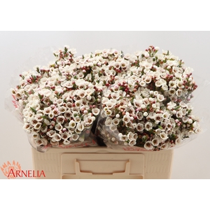 Chamelaucium Moonlight Delight
