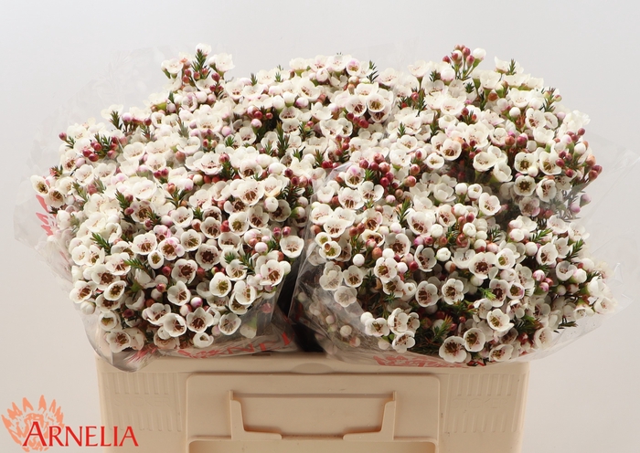 <h4>Chamelaucium Moonlight Delight</h4>