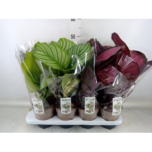 Calathea   ...mix 5