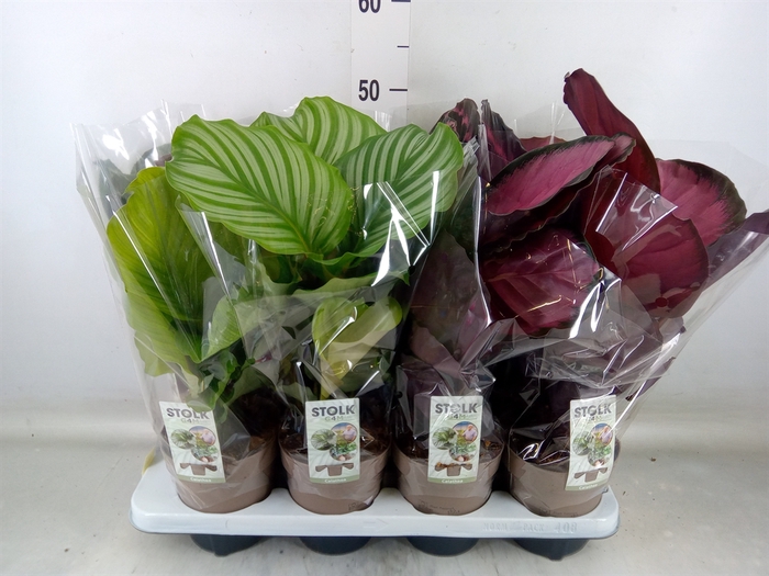 <h4>Calathea   ...mix 5</h4>