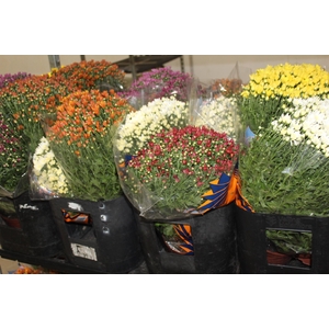 CRISANTEMO BOLA BELGA JASODA P15 VARIADO