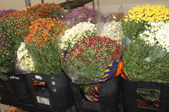 <h4>CRISANTEMO BOLA BELGA JASODA P15 VARIADO</h4>