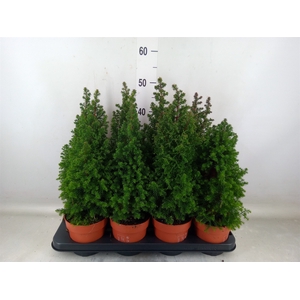 Chamaecyparis thyo. 'Top Point'