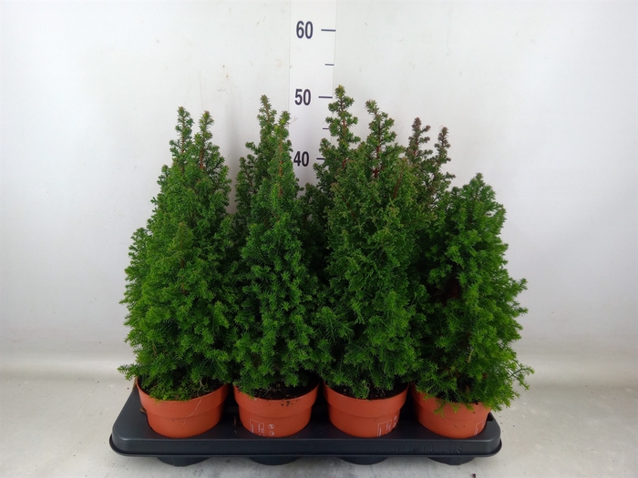 <h4>Chamaecyparis thyo. 'Top Point'</h4>