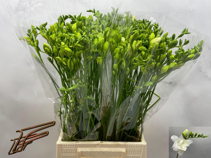 <h4>FR DU VOLANTE</h4>