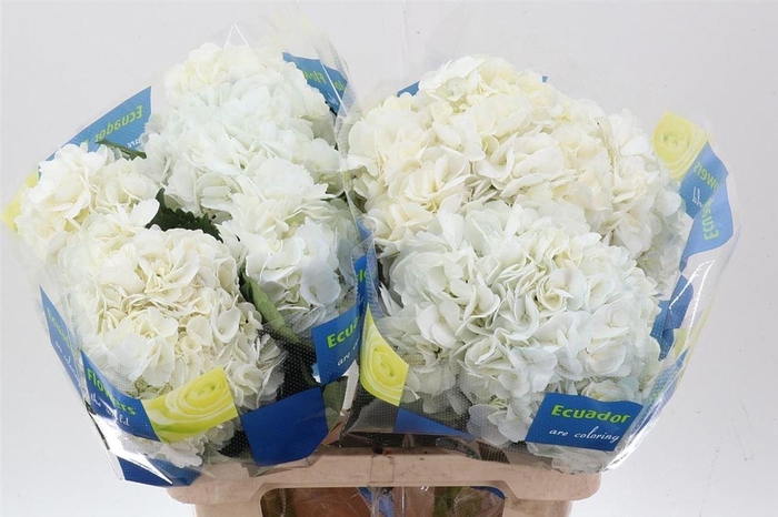 <h4>Hydrangea Wit</h4>