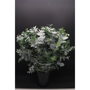 Euc Cinerea 300gr (fr)