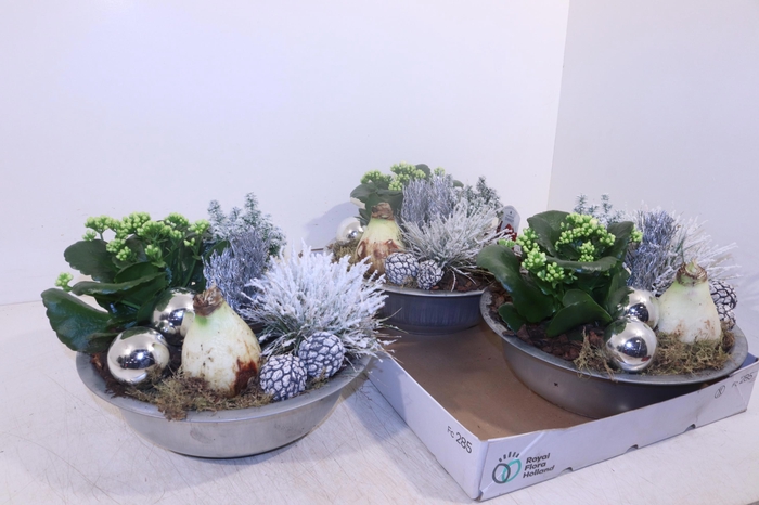 <h4>ARR HIPPEASTRUM</h4>