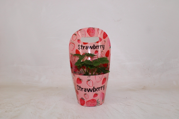 <h4>FRAG BELTRAN</h4>