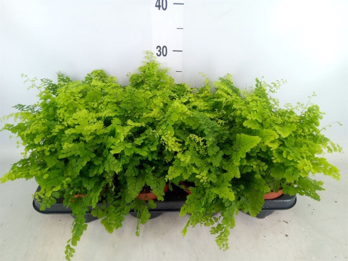 <h4>Adiantum raddi. 'Fritz-Luthi'</h4>
