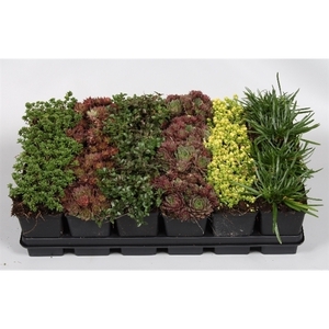 Plantes de rocailles mix p 7