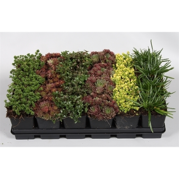 <h4>Plantes de rocailles mix p 7</h4>
