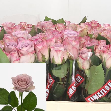 <h4>Rosa GR 'Memory Lane'</h4>