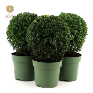 Buxus semp. Ball Ø20cm P17