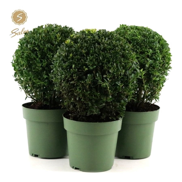 <h4>Buxus semp. Ball Ø20cm P17</h4>